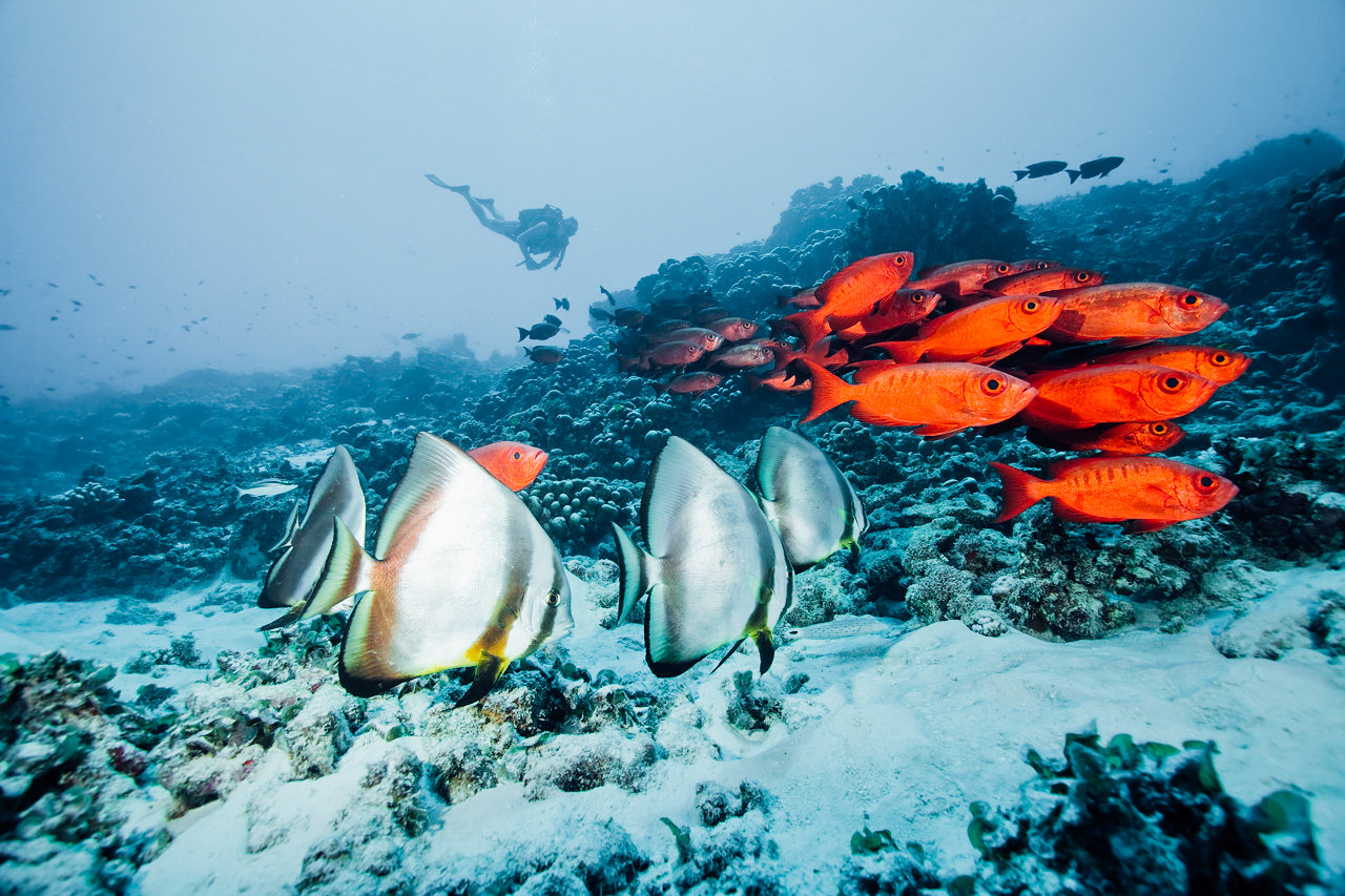 Underwater diving in Sechelles, Indian Ocean