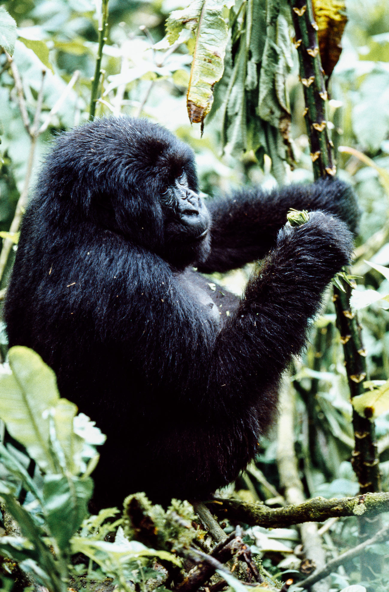 Gorilla trekking in Rwanda, Africa. Luxury travel.