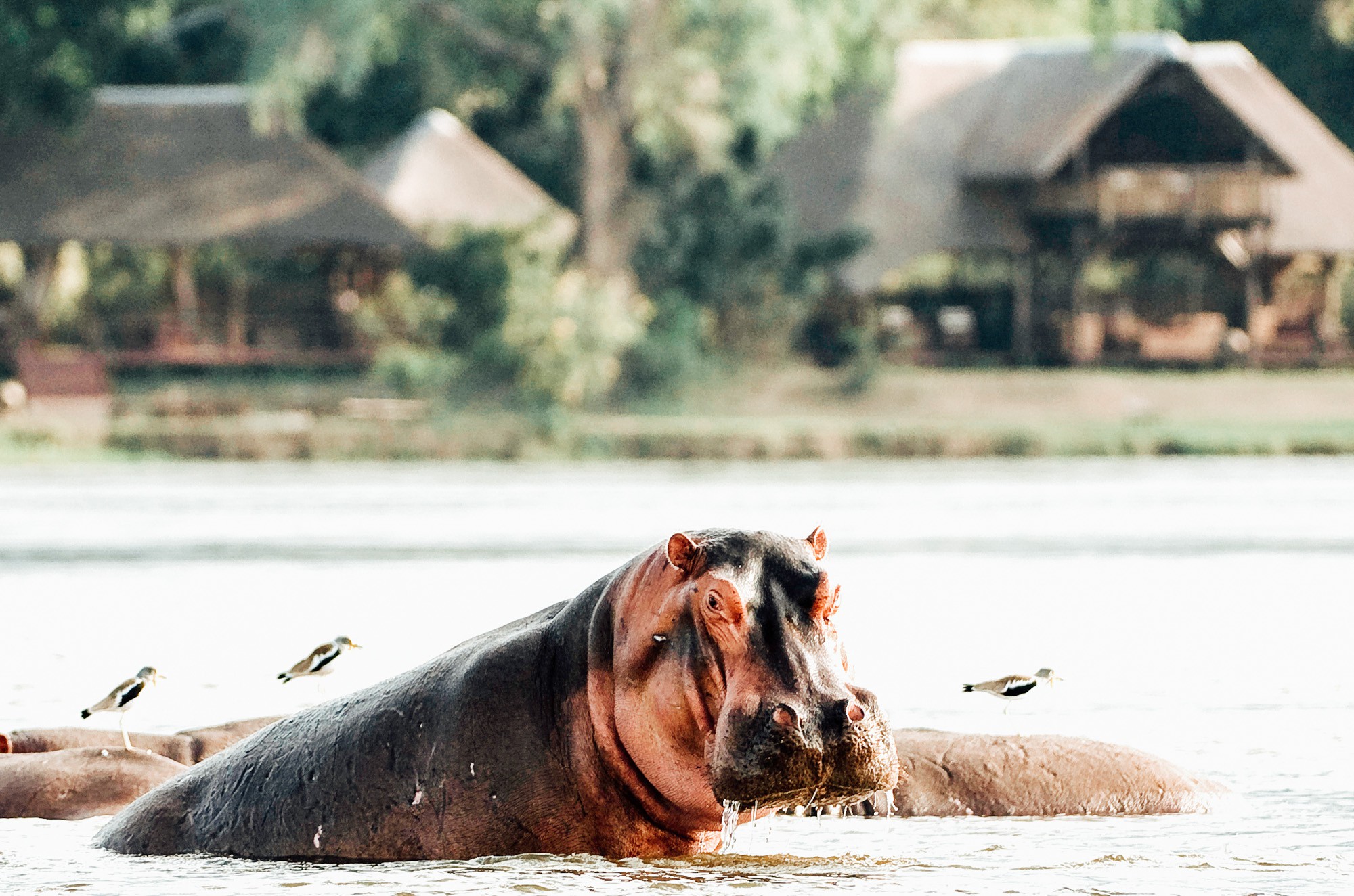 Hippo at Chiawa Camp, luxury travel Zambia Africa