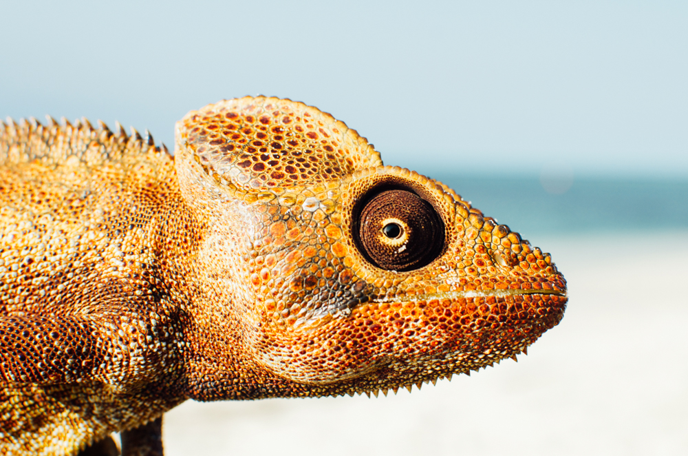 Unique wildlife in Madagascar, Indian Ocean