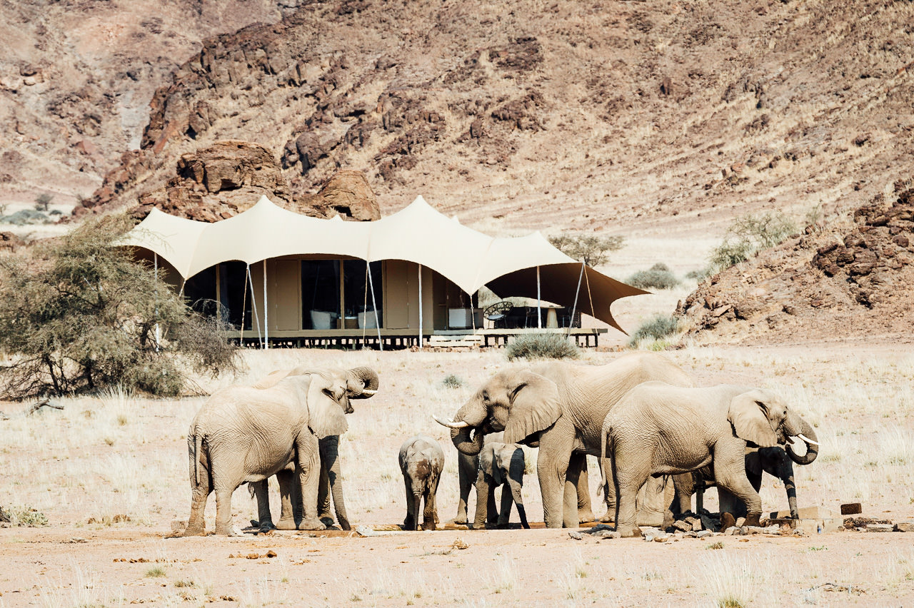 Elephants on the Skeleton Coast, Namibia Africa
