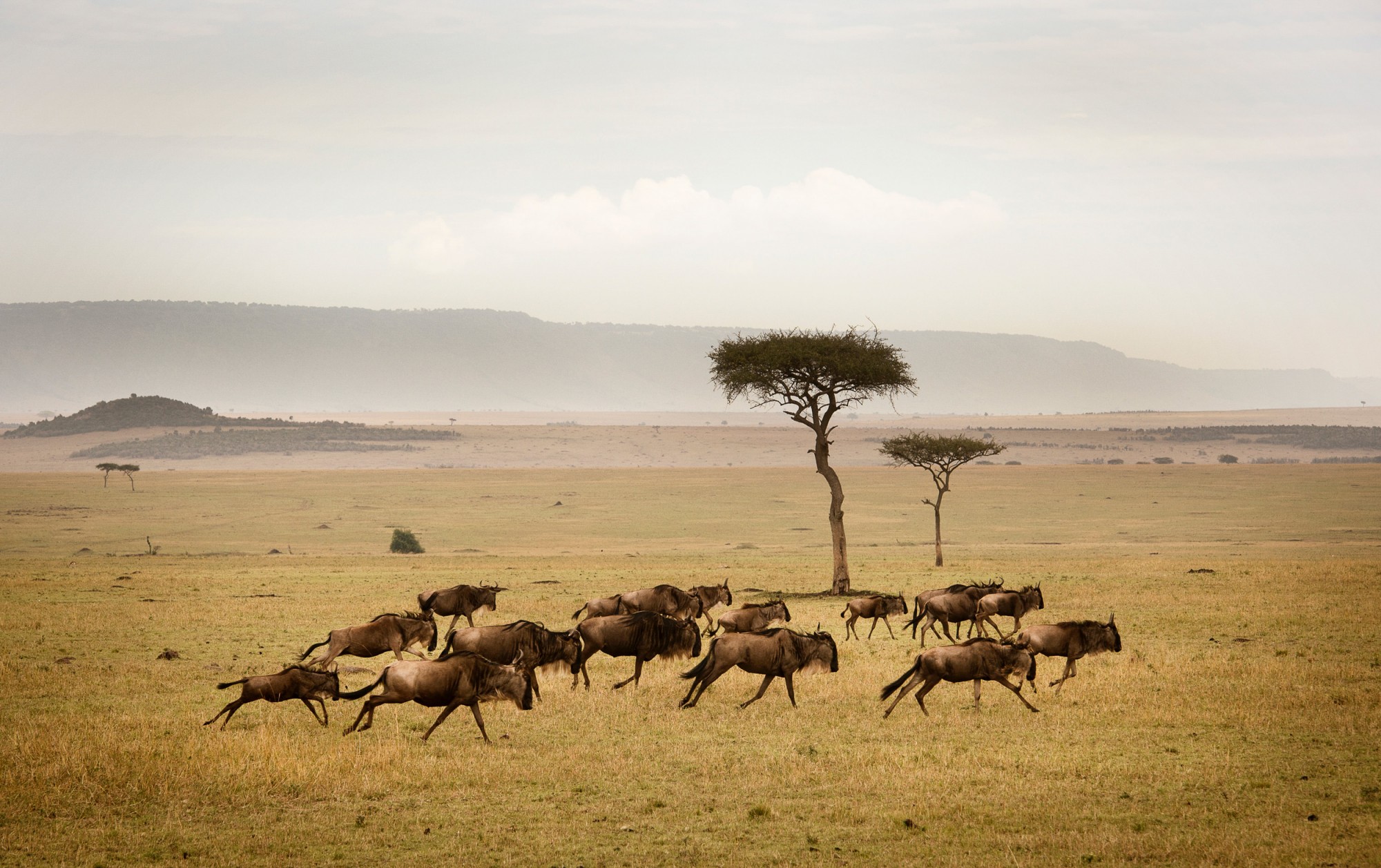 Wildebeest Migration Serengeti Tanzania Africa, Luxury travel.