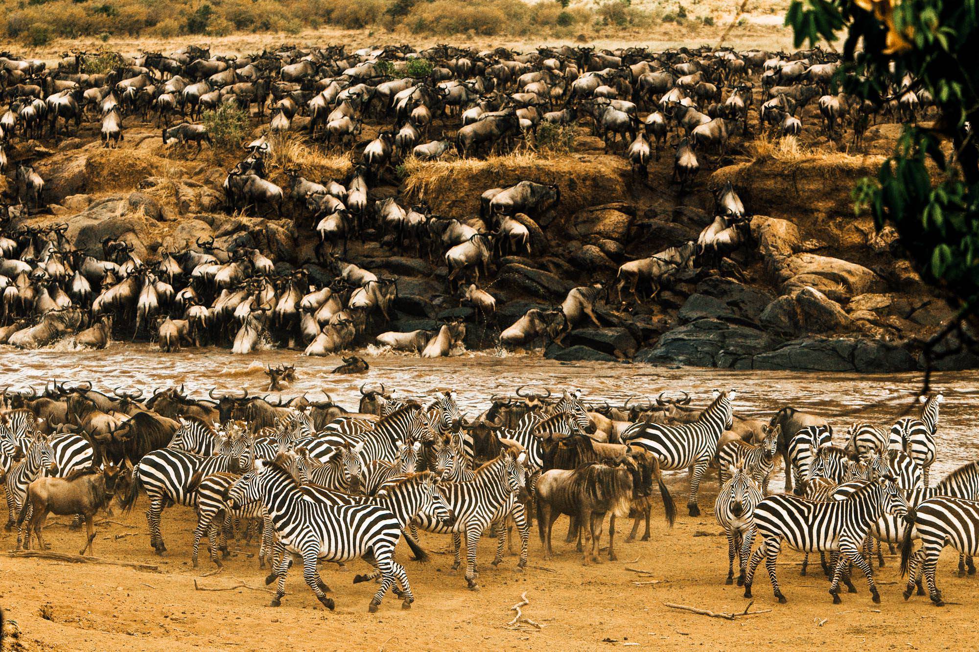 Kenya Mara Migration Africa