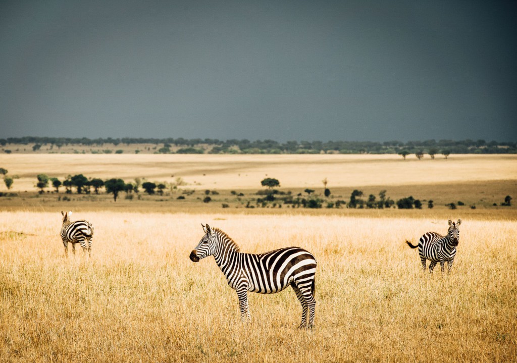 Zebras a part of migration, northern Serengeti Tanzania, Africa.