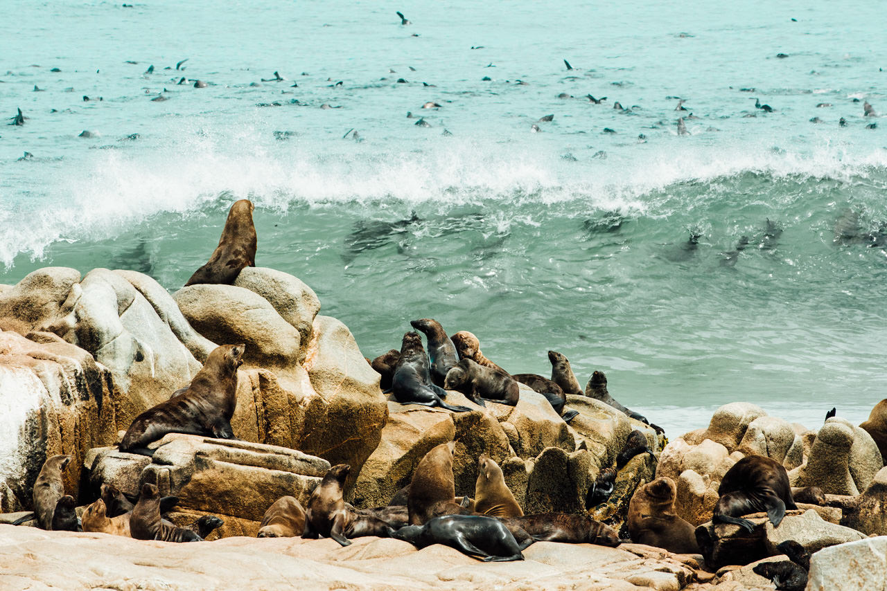 Seals at Namibia, wilderness safaris Luxury travel Africa