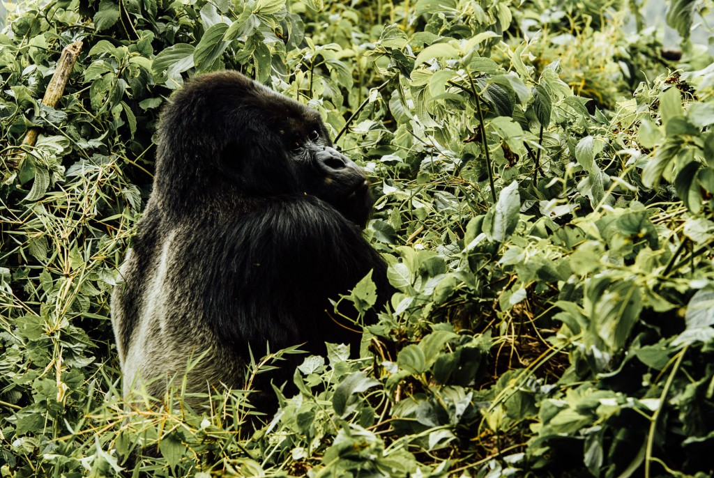 Rwanda Mountain Gorilla Safari trekking. Luxury travel in Rwanda Africa