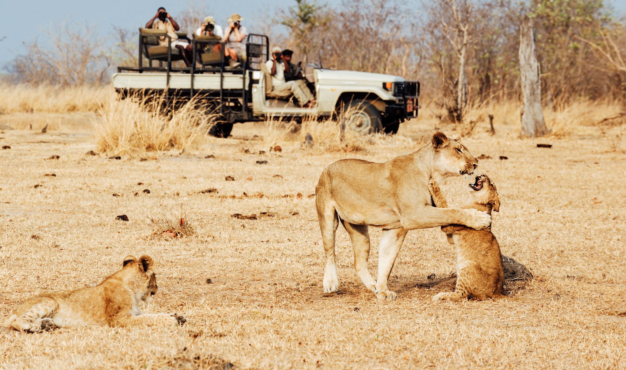 Safari with lions in Zambia, Africa