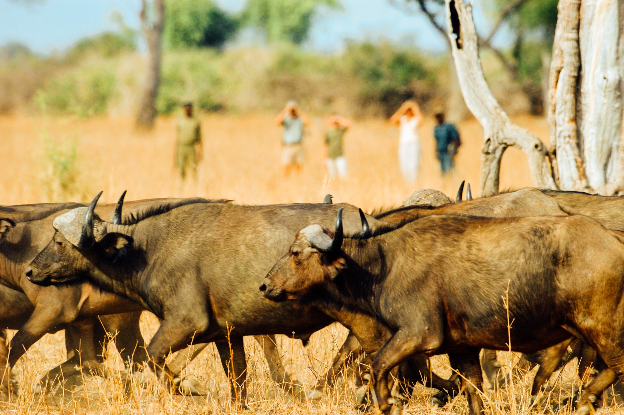 Walking Safari Zambia, buffalo in Zambia Africa.