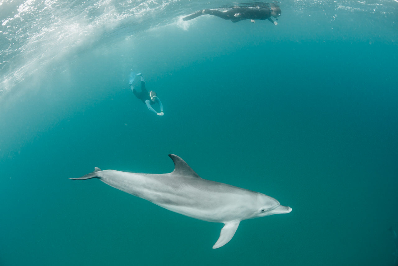 Wilderness Safaris Rocktail - swim with dolphins in Africa