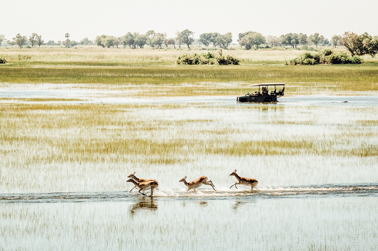 Safari in the Okavango Delta Botswana, Africa.