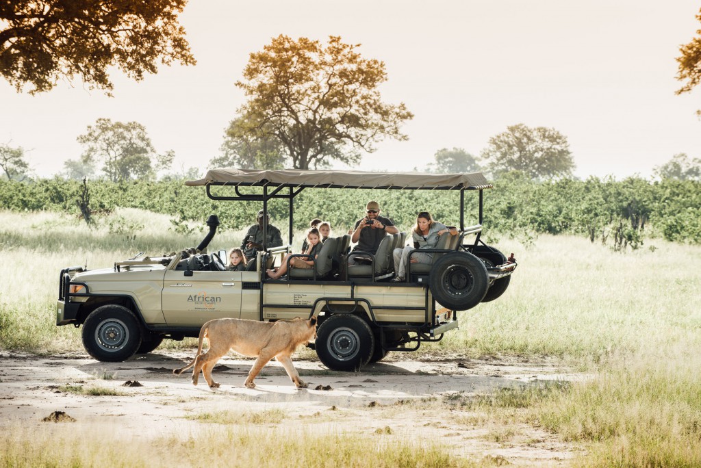 Safari game drive with lion, Zimbabwe Africa.