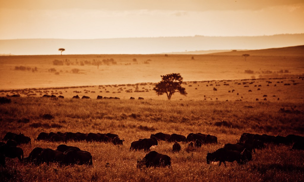 Wildebeest Migration in the Maasai Mara, Kenya Africa
