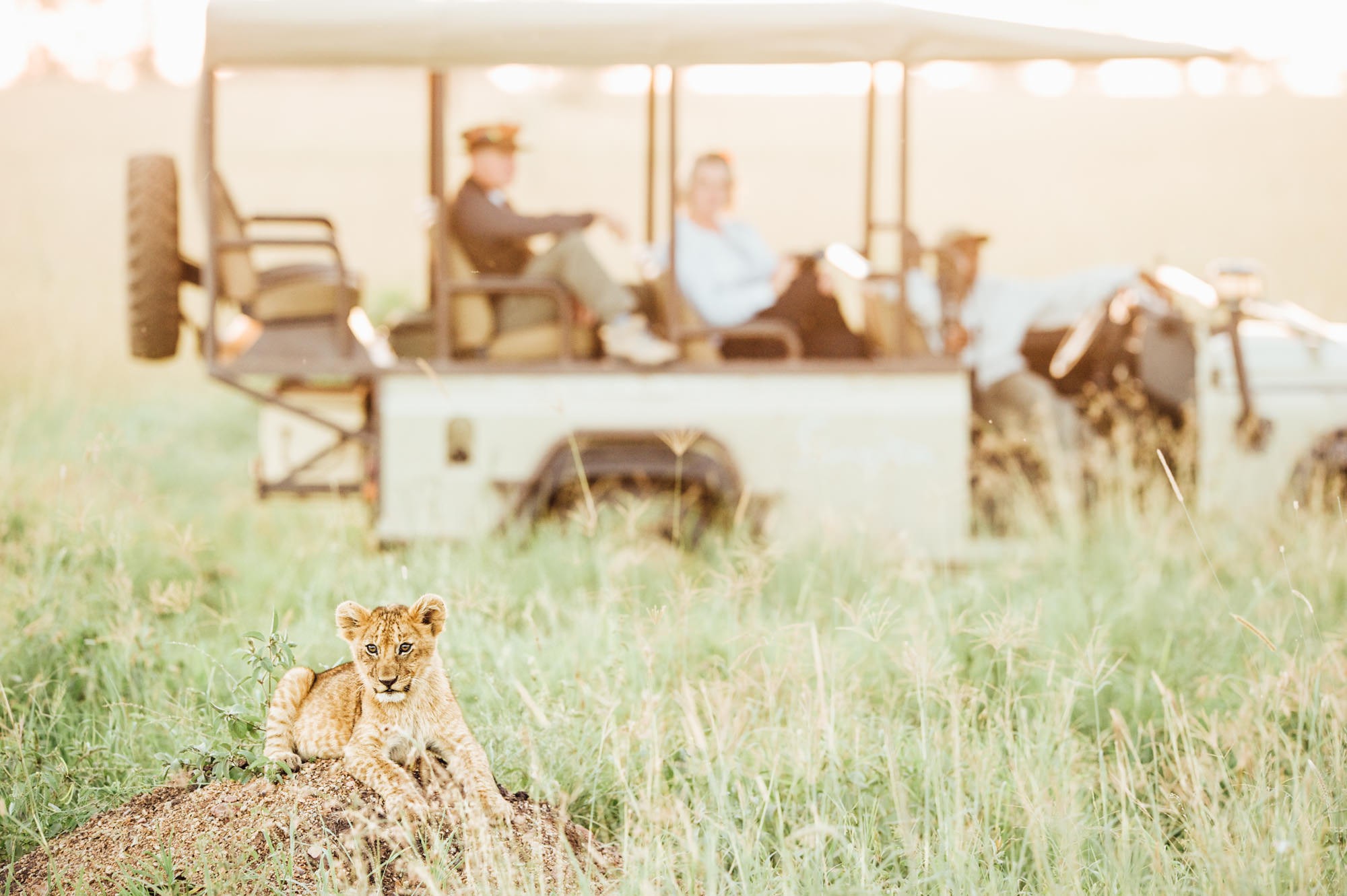 Game drive with Singita Sasakwa camp. Luxury accommodation in Tanzania Africa