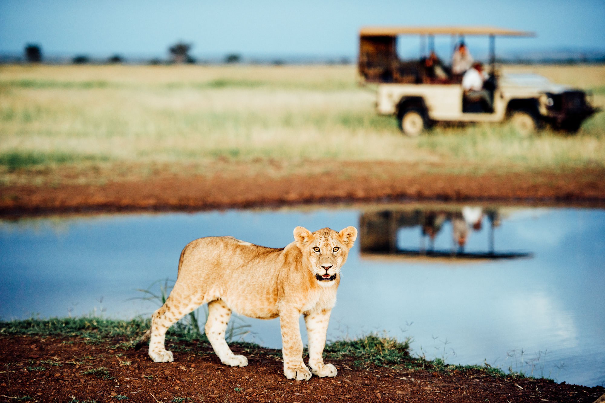 Lion Cub on Safari game drive at Singita Serengeti House, Tanzania Africa