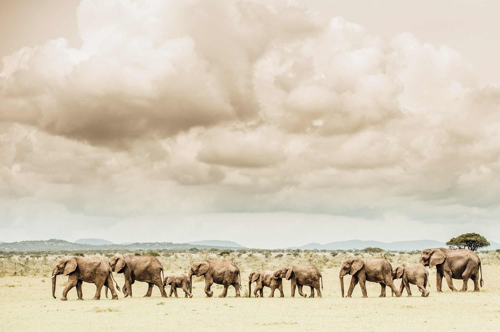 Singita Serengeti House, safari game drive Elephants. Tanzania Africa