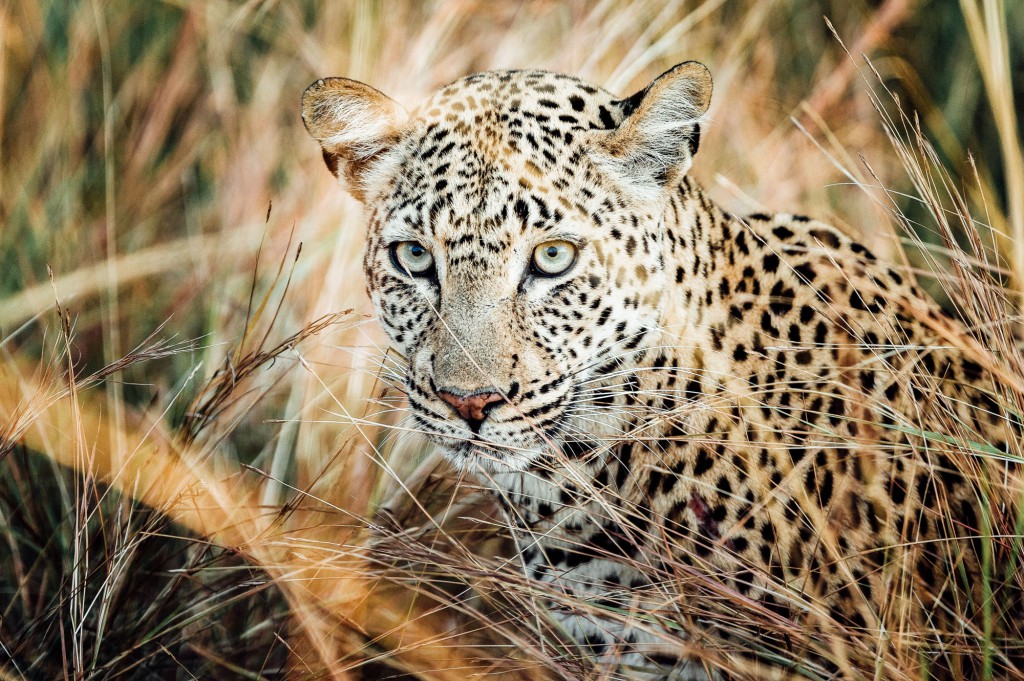 Zambia Leopard, Africa Safari Travel