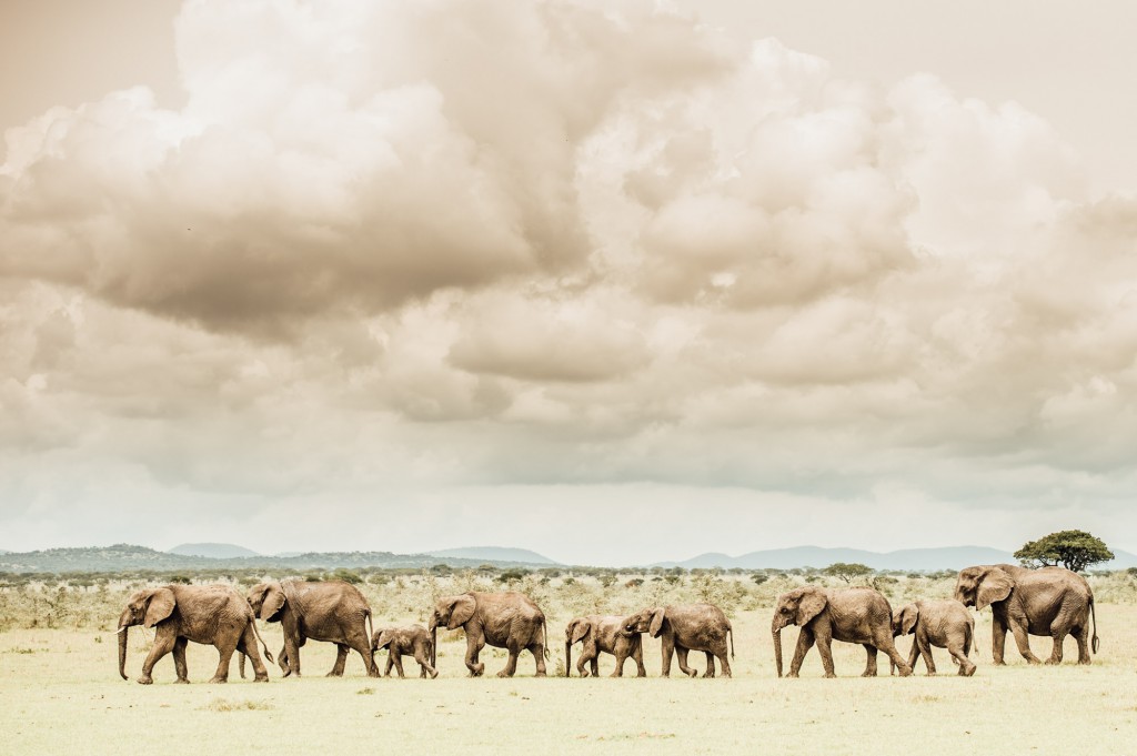 Tanzania safari game drive with elephants