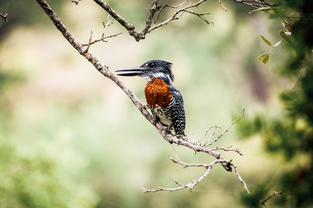 South Africa birding.