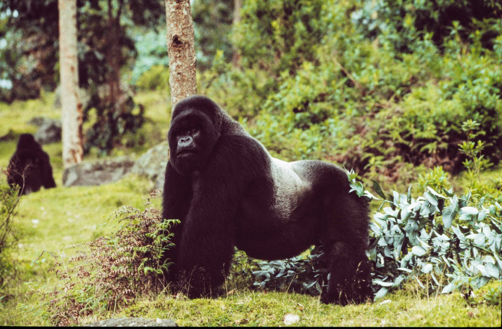 Uganda gorilla trekking. Experience luxury travel in Africa.