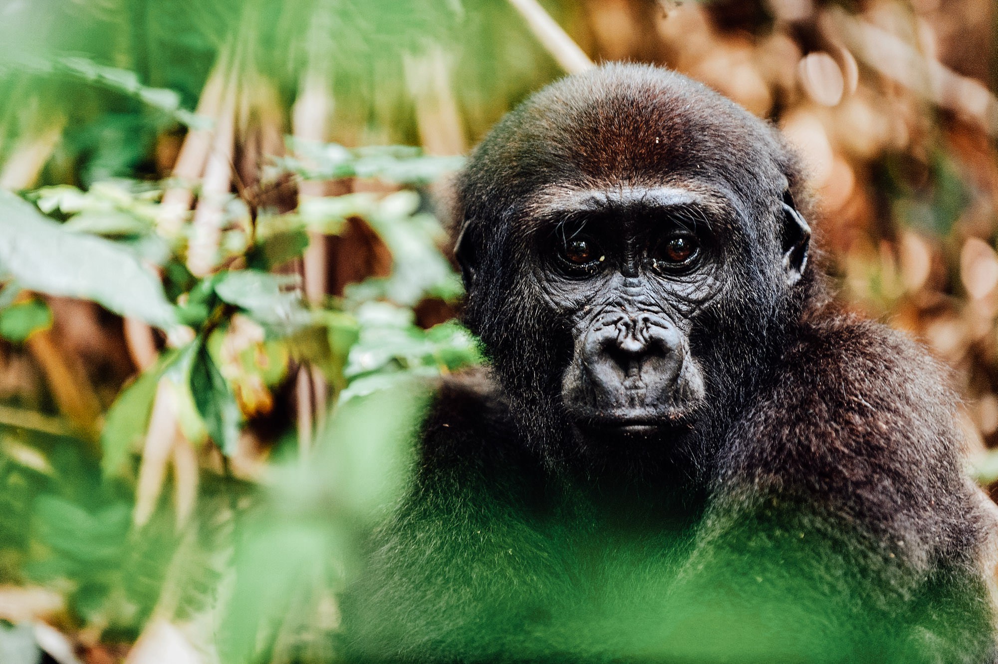 The western lowland gorilla. Experience gorilla trekking in Congo, Africa,