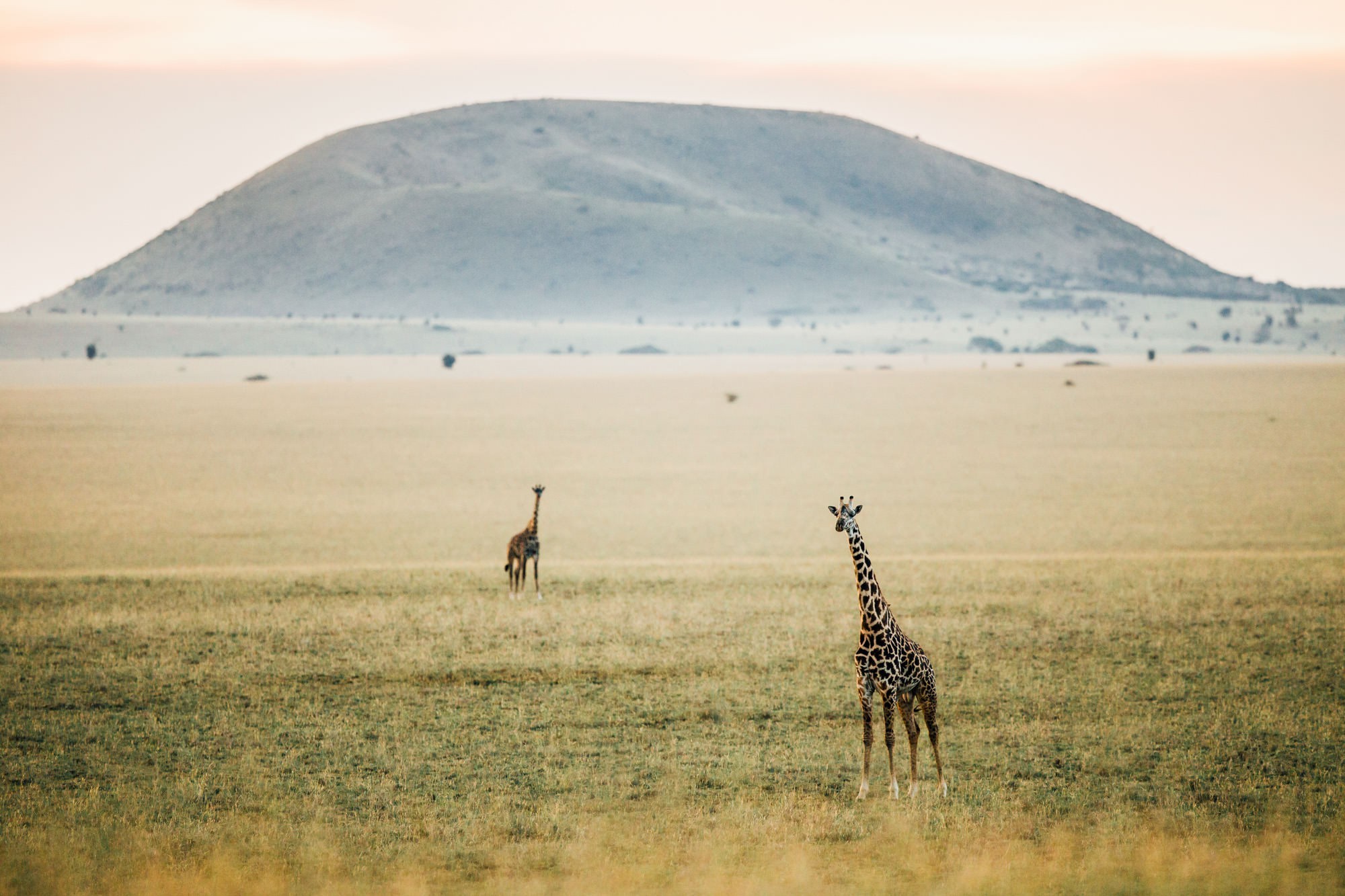 Giraffes in Kenya, Africa. OlDonyo Lodge