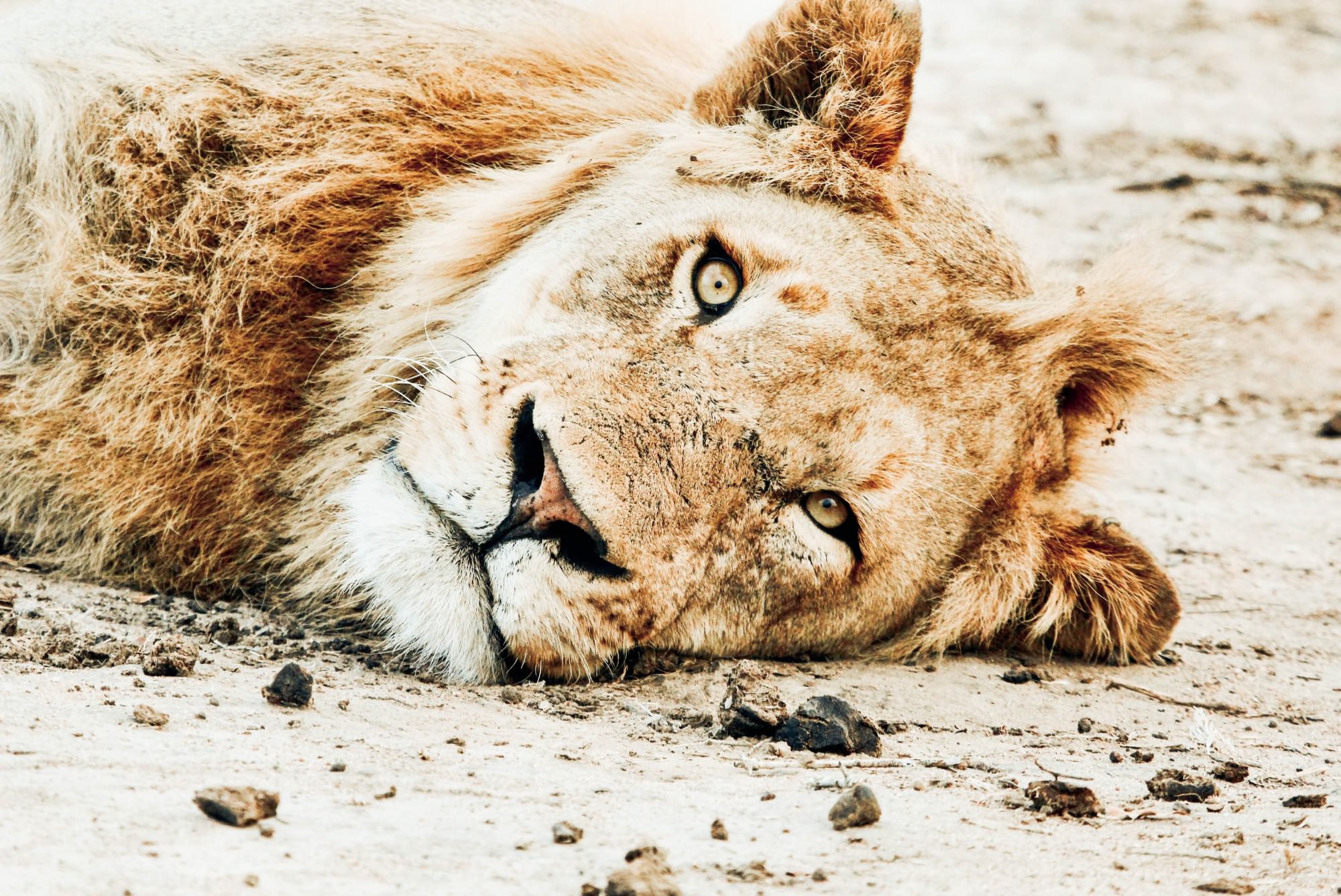 Wildlife Lion, Africa Safari