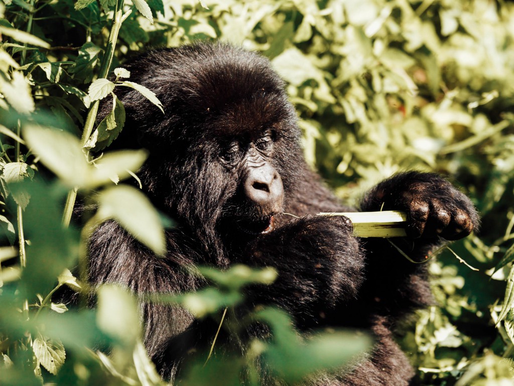 Gorilla trekking in Rwanda, Africa.