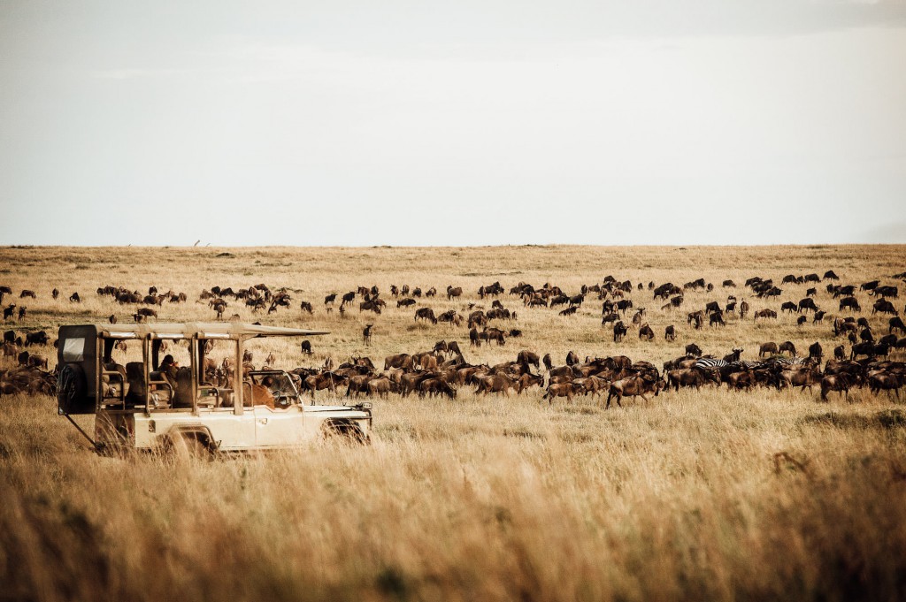 Safari game drive during migration, Africa.