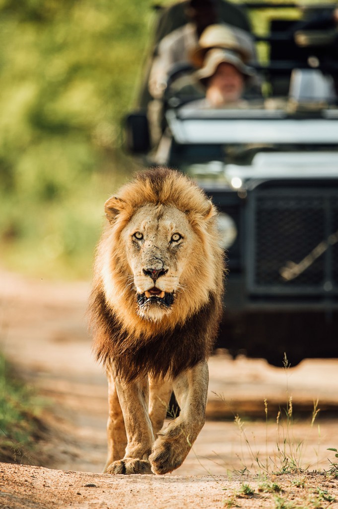 Lion spotted on Safari, Sabi Sands South Africa.