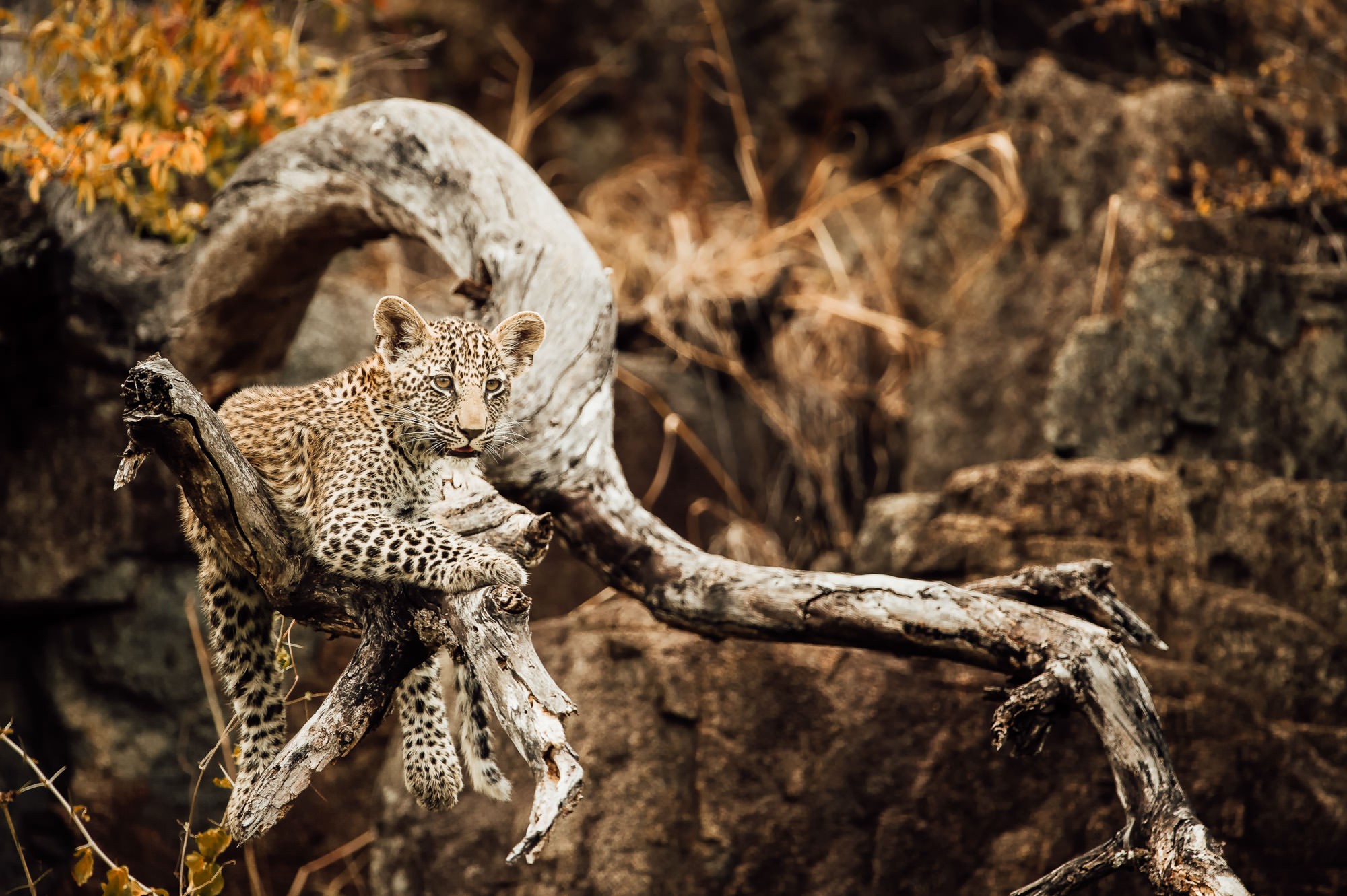 Sabi Sands South Africa, Safari wildlife