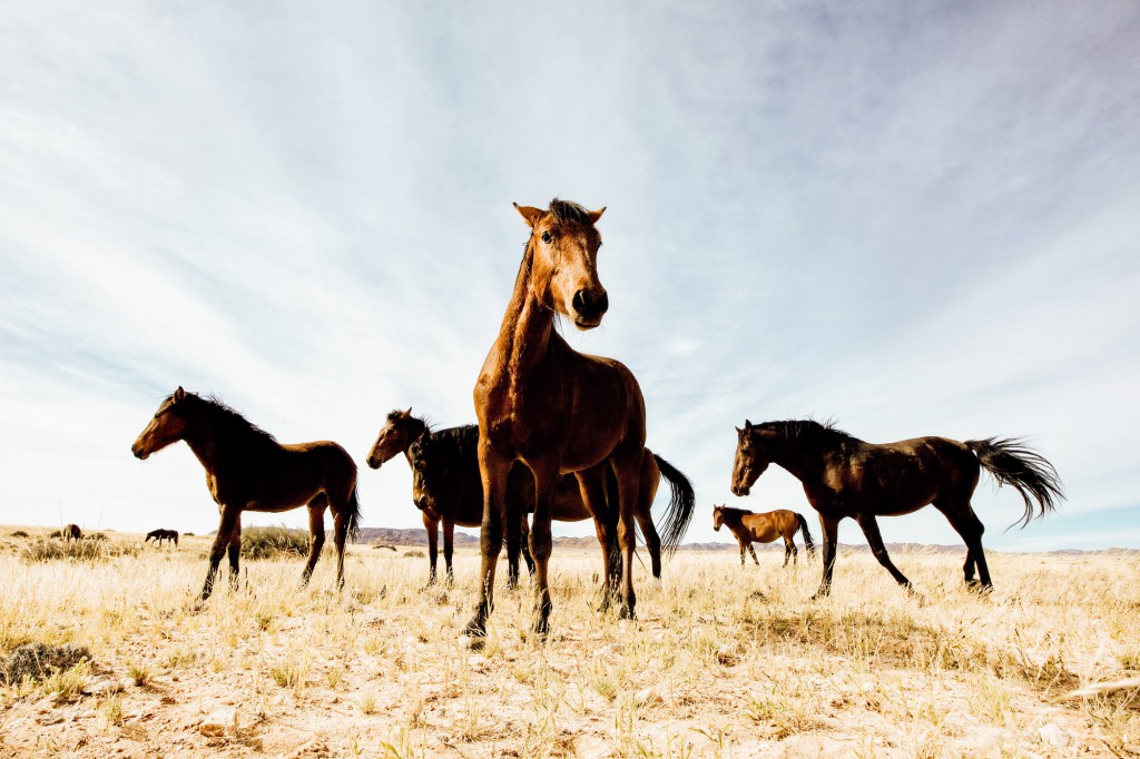 Horseback Safari in Africa. Experience luxury travel in Africa.