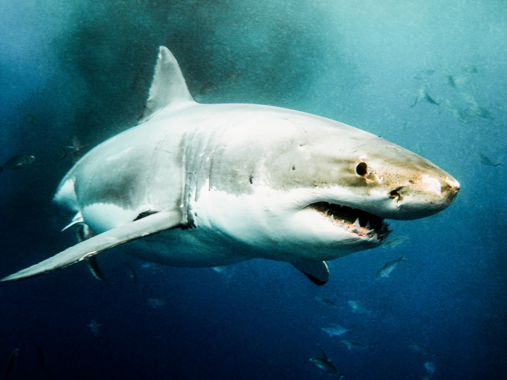 Shark cage diving in Cape Town South Africa