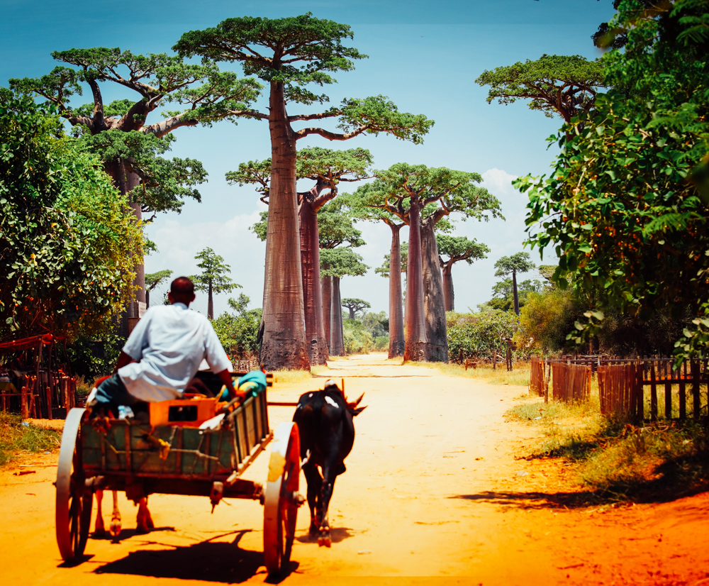 Local on card near baobab Trees, Madagascar, Indian Ocean