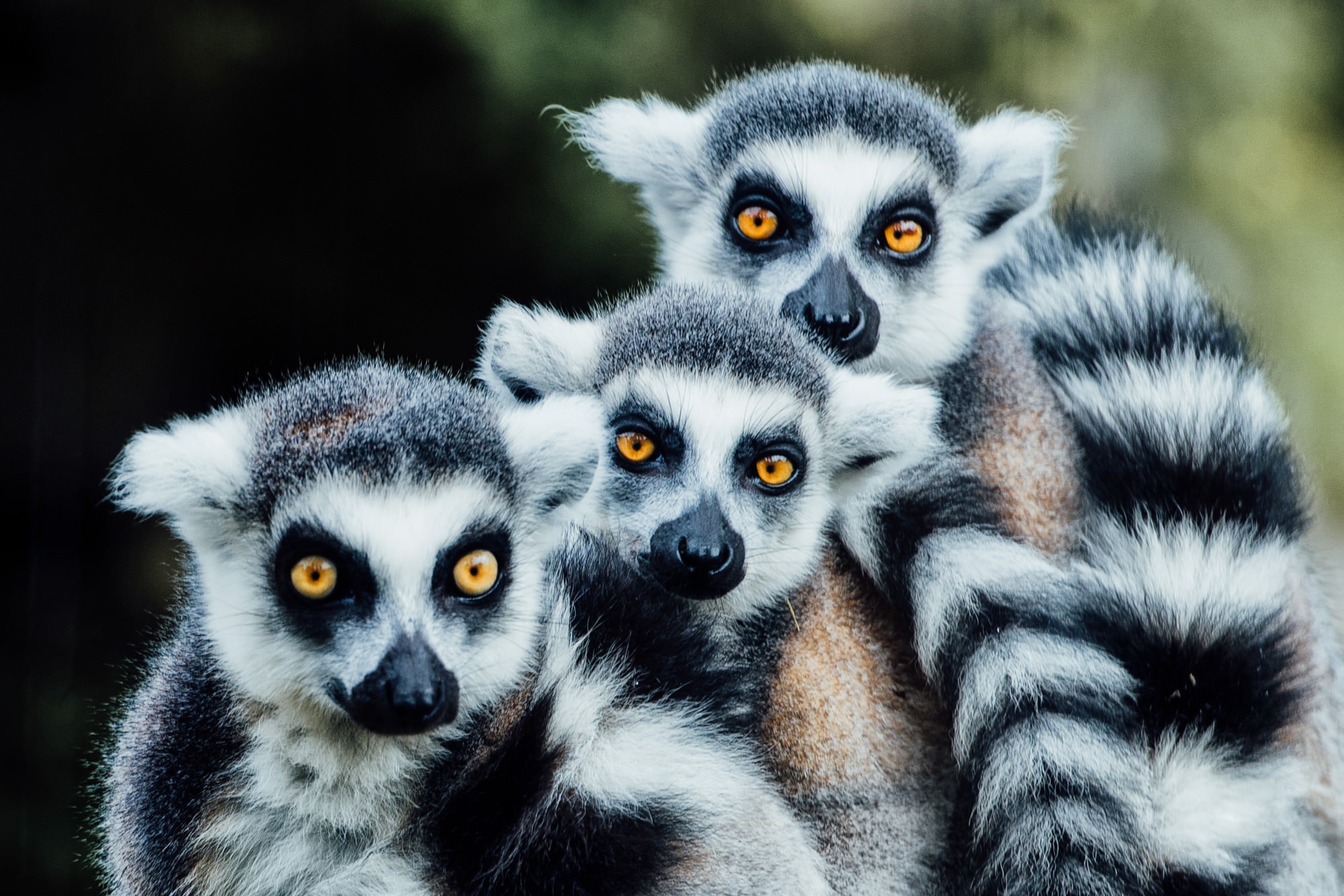 Madagascar Lemur, Luxury travel Indian Ocean