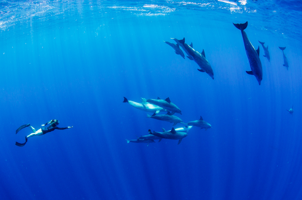 Renunion Island dolphin swim in the Indian Ocean