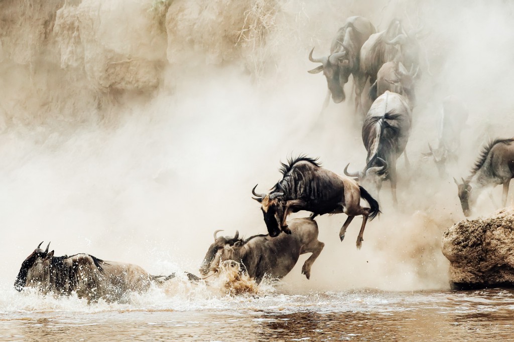 Wildebeest Migration, Africa