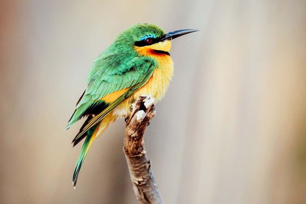 Unique experiences and luxury travel Africa.