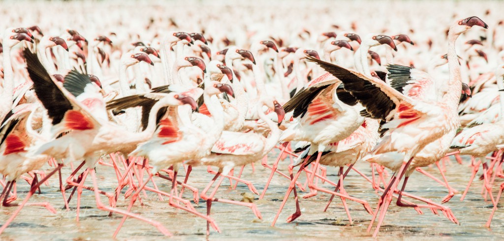 Beautiful flamingos in Africa.