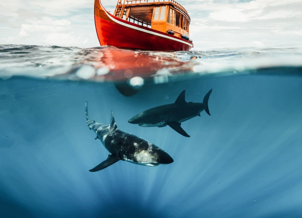Shark cage diving in Cape Town South Africa
