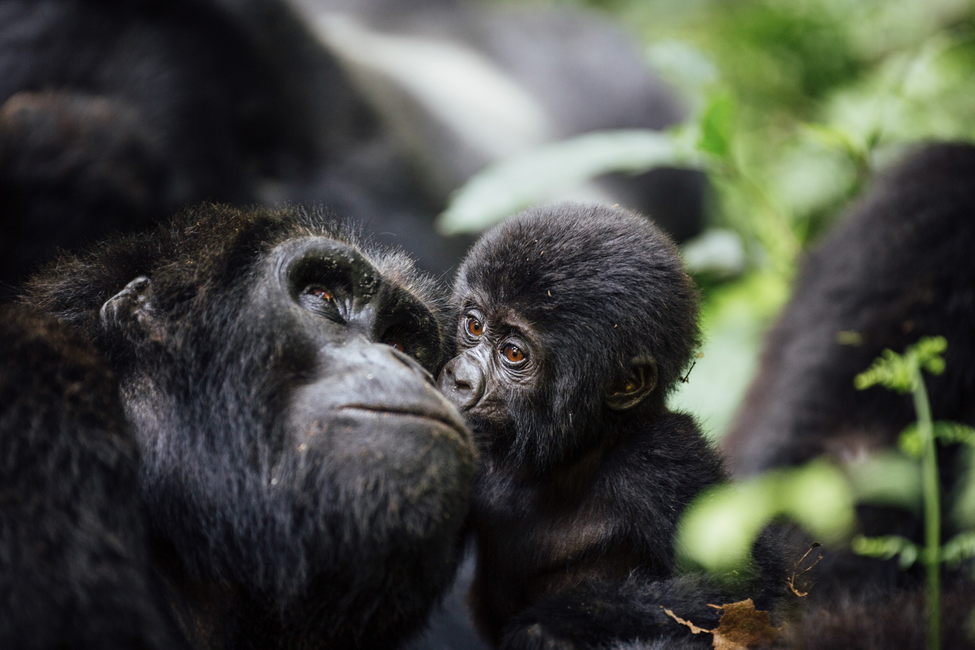 Gorilla and baby in Uganda, Africa