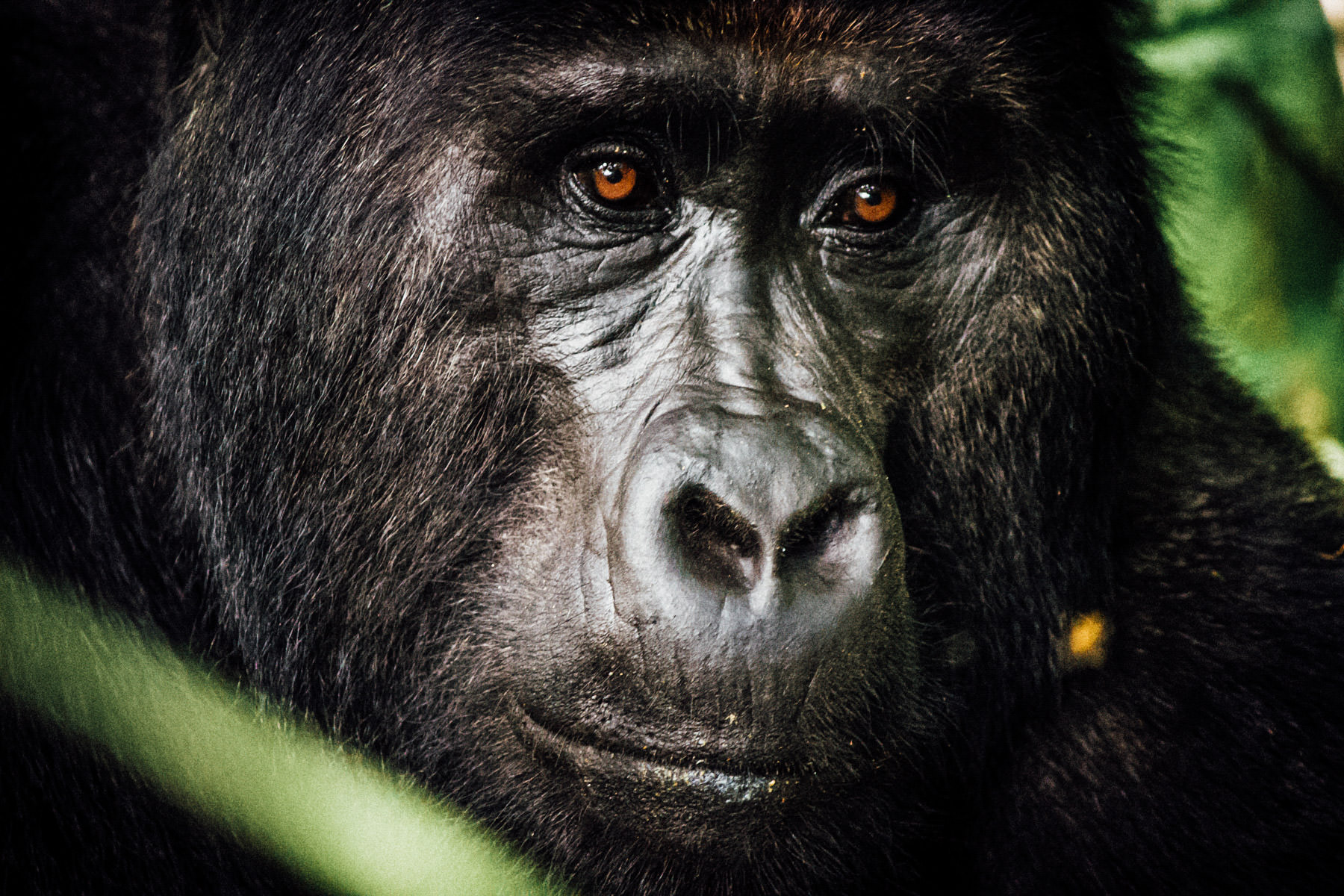 Mountain Gorilla trekking in Uganda, Africa