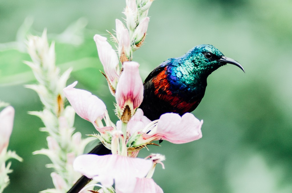Marico Sunbird at Lake Bunyonyi in Uganda, Africa.