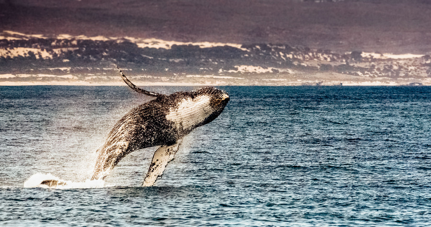 Whale Breaching in Hermanus Bay, South Africa.
