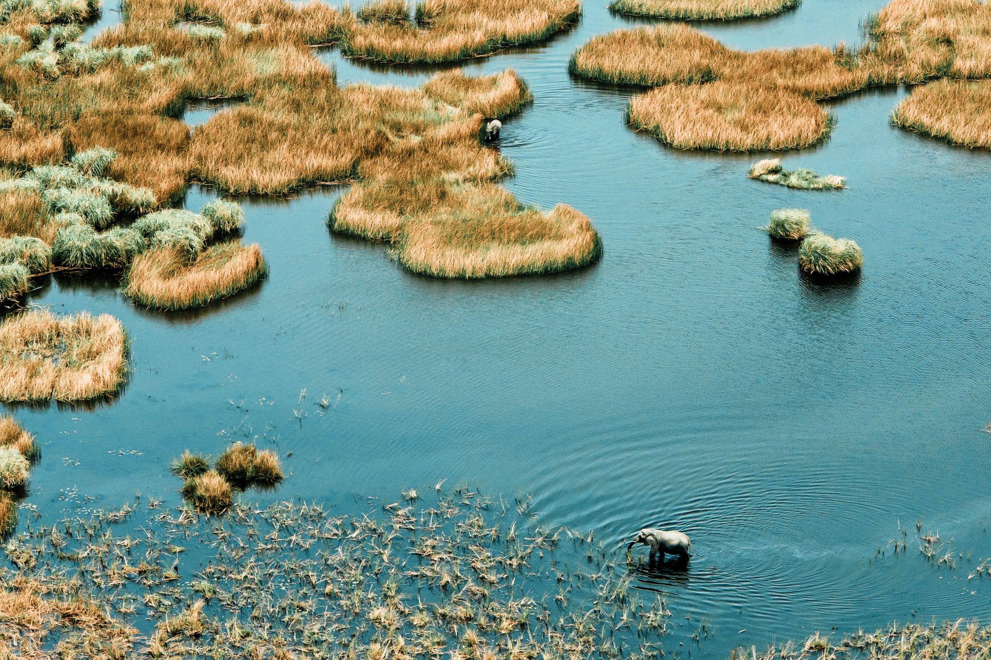 Botswana elephants, Africa travel