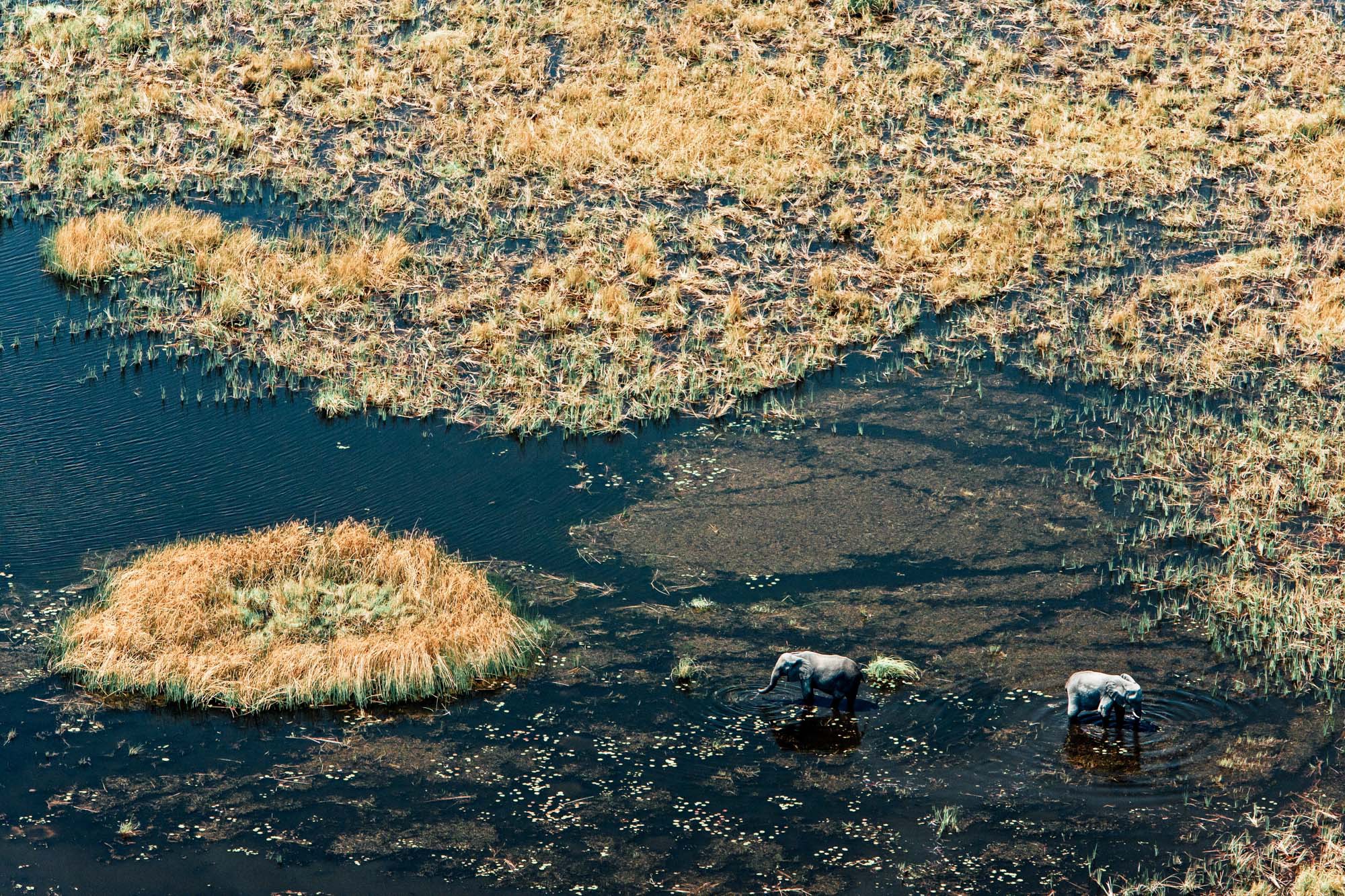 Botswana landscape, Africa.