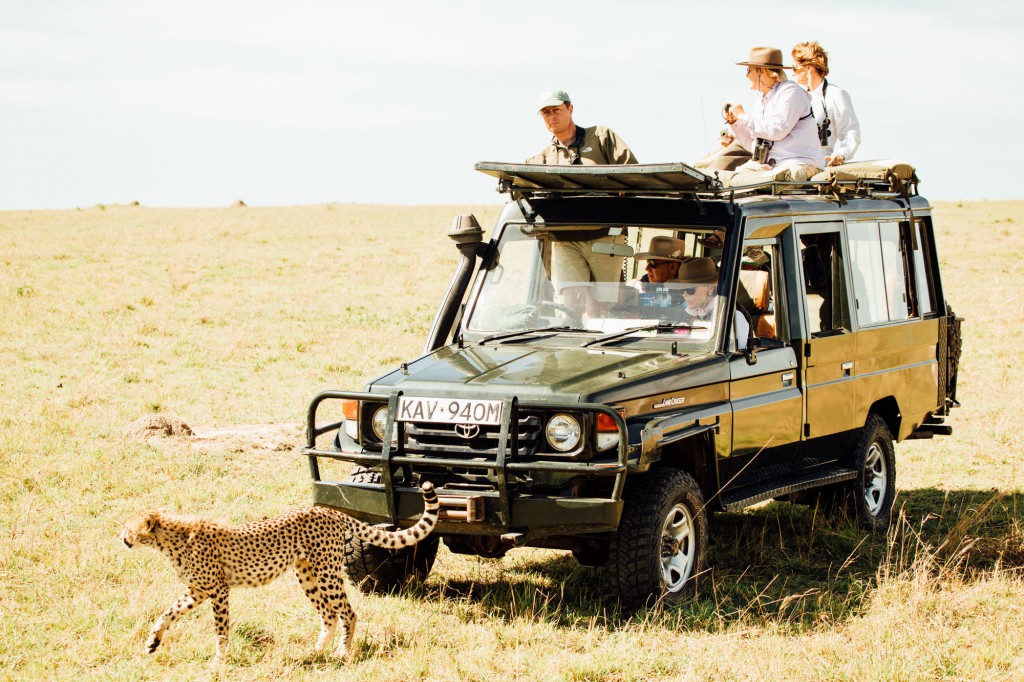 Cheetah on Safari in Africa. Experience luxury travel in Africa.