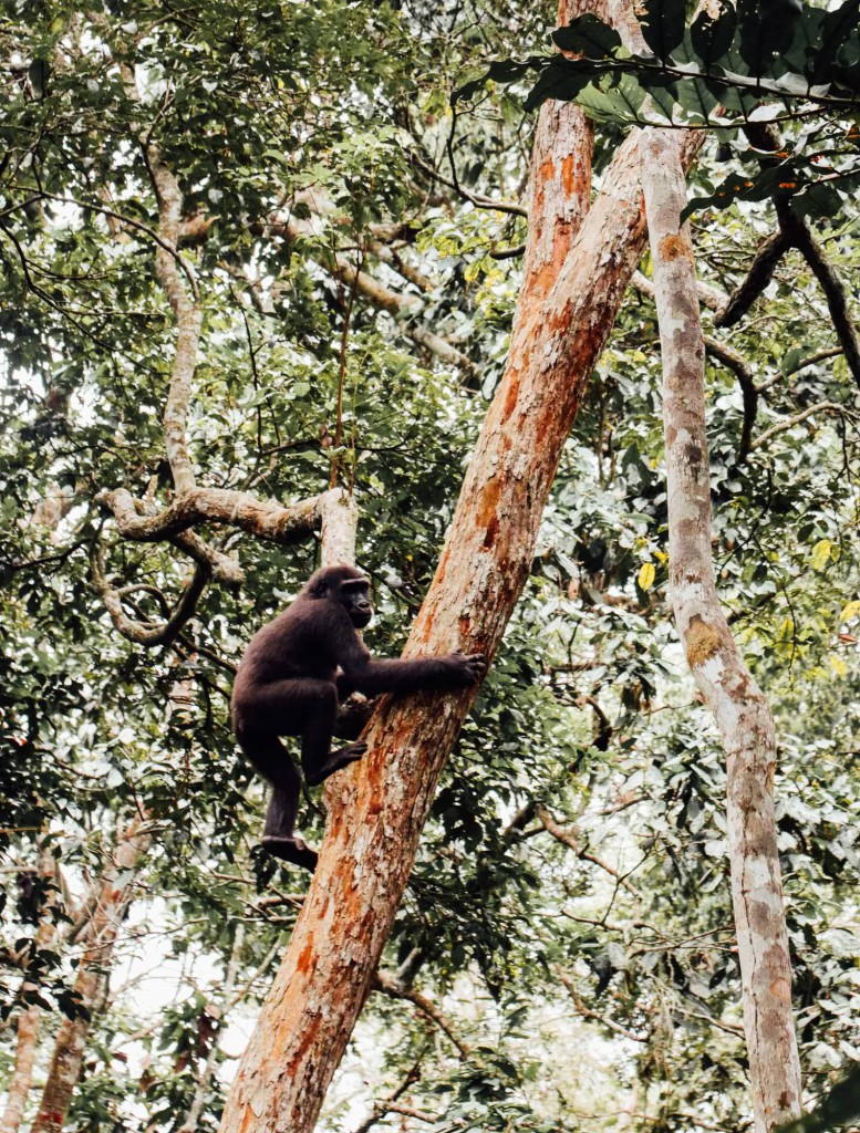 Chimps in Tanzania and Uganda Africa.
