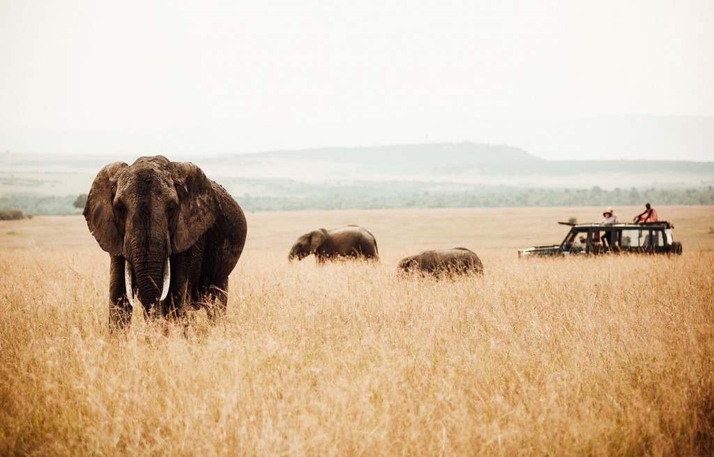 Elephants spotted on Safari in Tanzania.