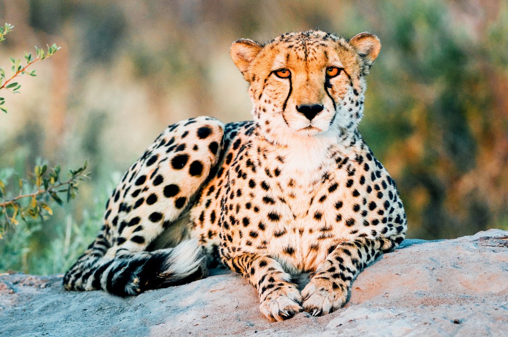 Leopard in Tanzania, Africa.