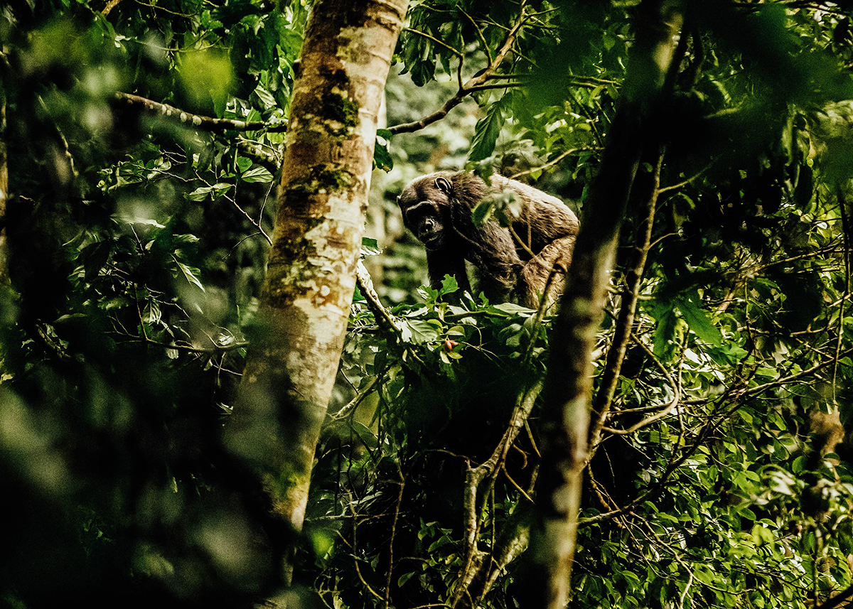 One&Only Nyungwe House - Rwanda- Chimpanzee